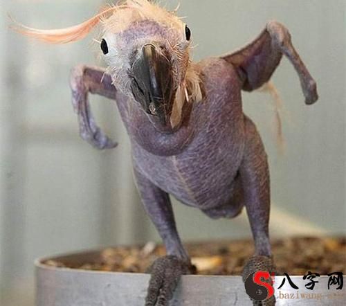 梦见无毛的鸟