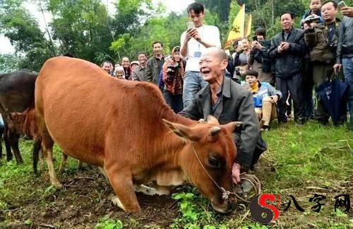 梦见牛流眼泪