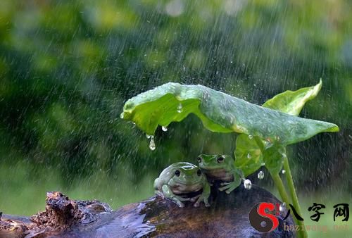 梦见雨漏到身上